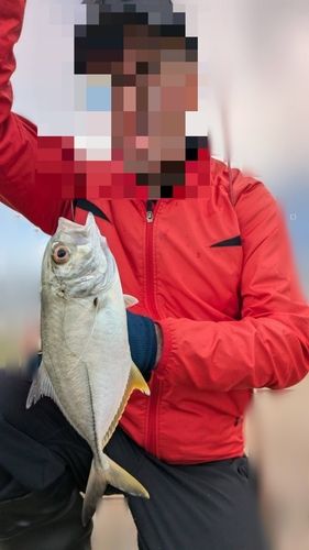 ギンガメアジの釣果