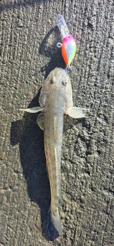 ハゼクチの釣果