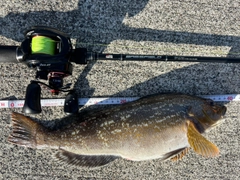 アイナメの釣果