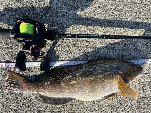 アイナメの釣果