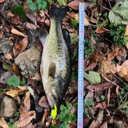 ラージマウスバス