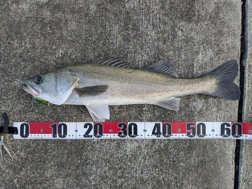 ハクラ（タイリクスズキ）の釣果