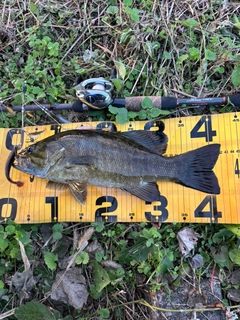 スモールマウスバスの釣果