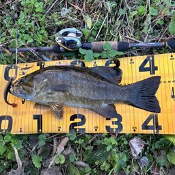 スモールマウスバス