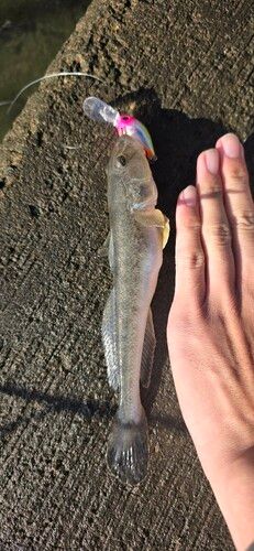 ハゼクチの釣果