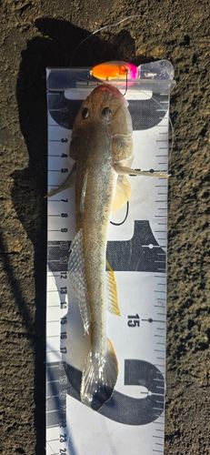 ハゼクチの釣果