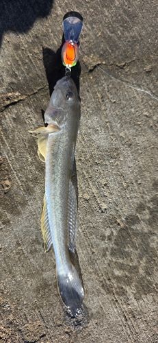 ハゼクチの釣果