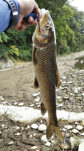 ニゴイの釣果