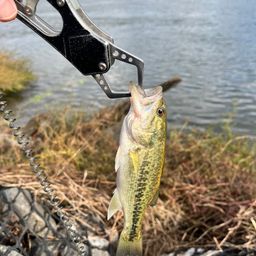 ラージマウスバス