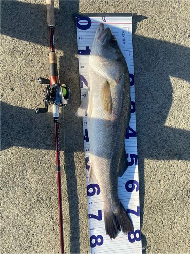 スズキの釣果