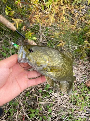スモールマウスバスの釣果