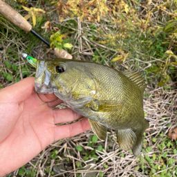 スモールマウスバス