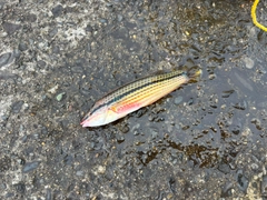 キュウセンの釣果