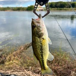 ラージマウスバス