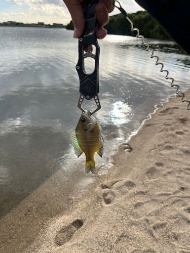 ブルーギルの釣果