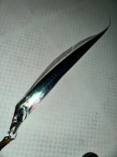 タチウオの釣果