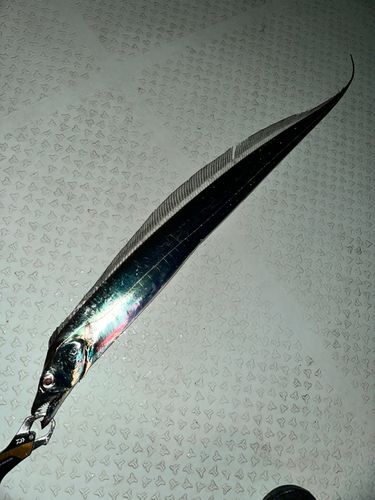 タチウオの釣果