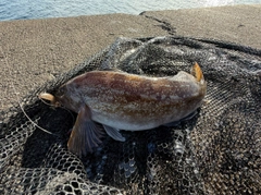 アイナメの釣果