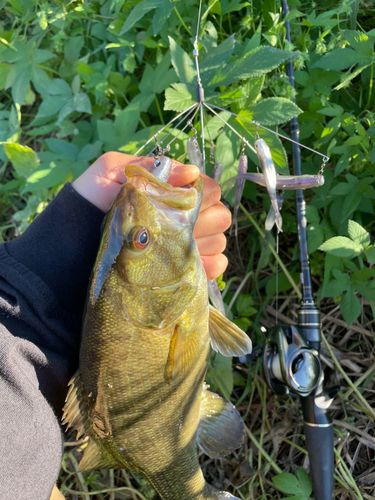 スモールマウスバスの釣果