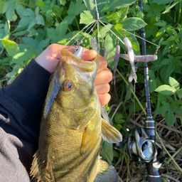 スモールマウスバス