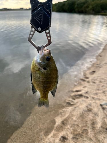 ブルーギルの釣果