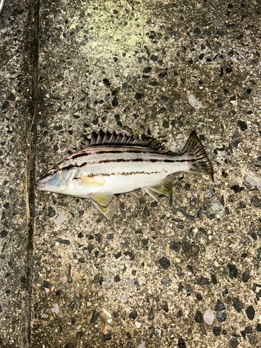 シマイサキの釣果