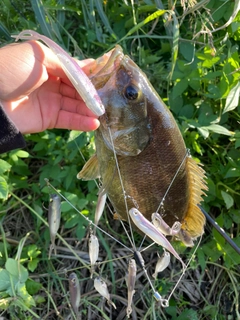 スモールマウスバスの釣果