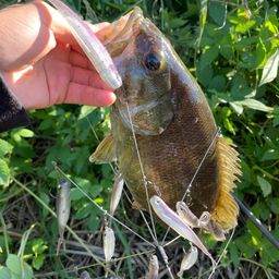 スモールマウスバス