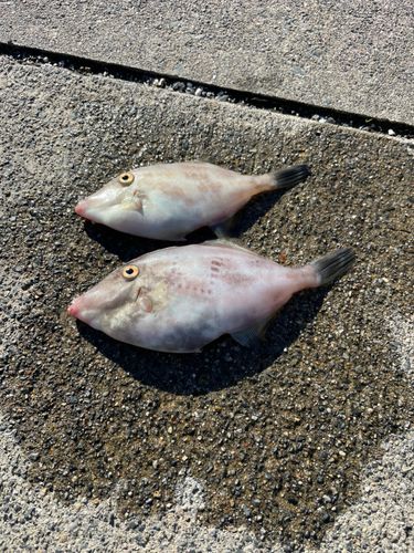 ウマヅラハギの釣果