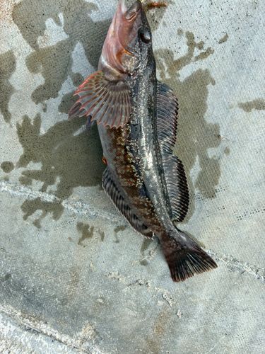 アイナメの釣果