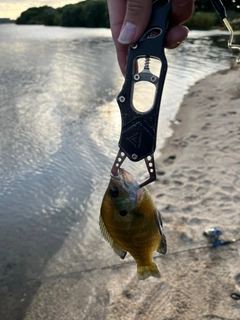 ブルーギルの釣果