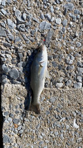 セイゴ（マルスズキ）の釣果
