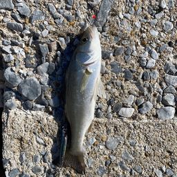 セイゴ（マルスズキ）