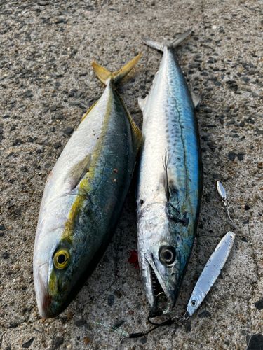 ヤズの釣果