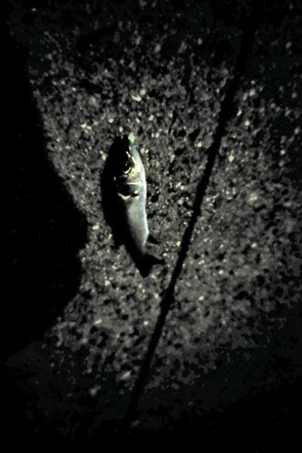 セイゴ（マルスズキ）の釣果