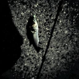 セイゴ（マルスズキ）