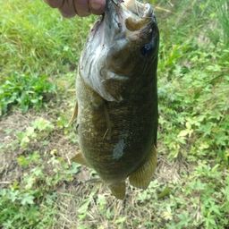 スモールマウスバス