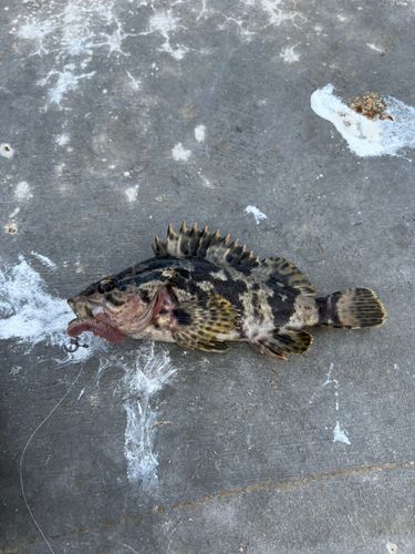 タケノコメバルの釣果