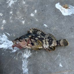 タケノコメバル