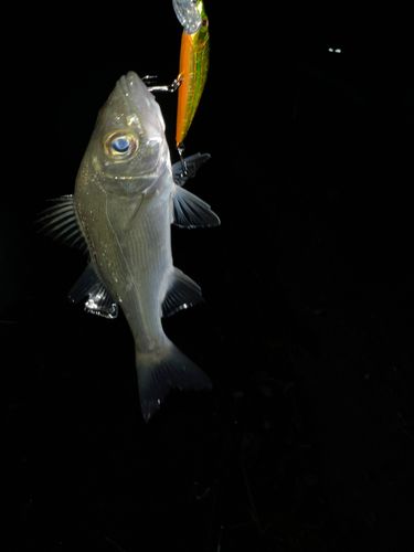 セイゴ（マルスズキ）の釣果