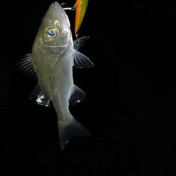 セイゴ（マルスズキ）