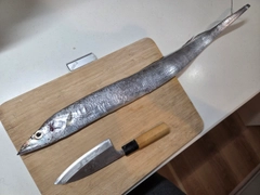 タチウオの釣果