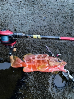 アカハタの釣果