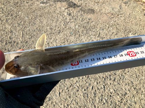 ハゼクチの釣果