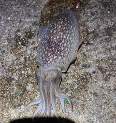 シリヤケイカの釣果