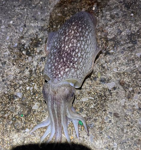 シリヤケイカの釣果