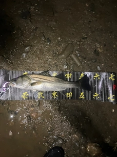 セイゴ（マルスズキ）の釣果