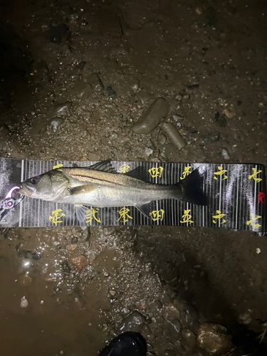 セイゴ（マルスズキ）の釣果