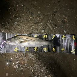 セイゴ（マルスズキ）