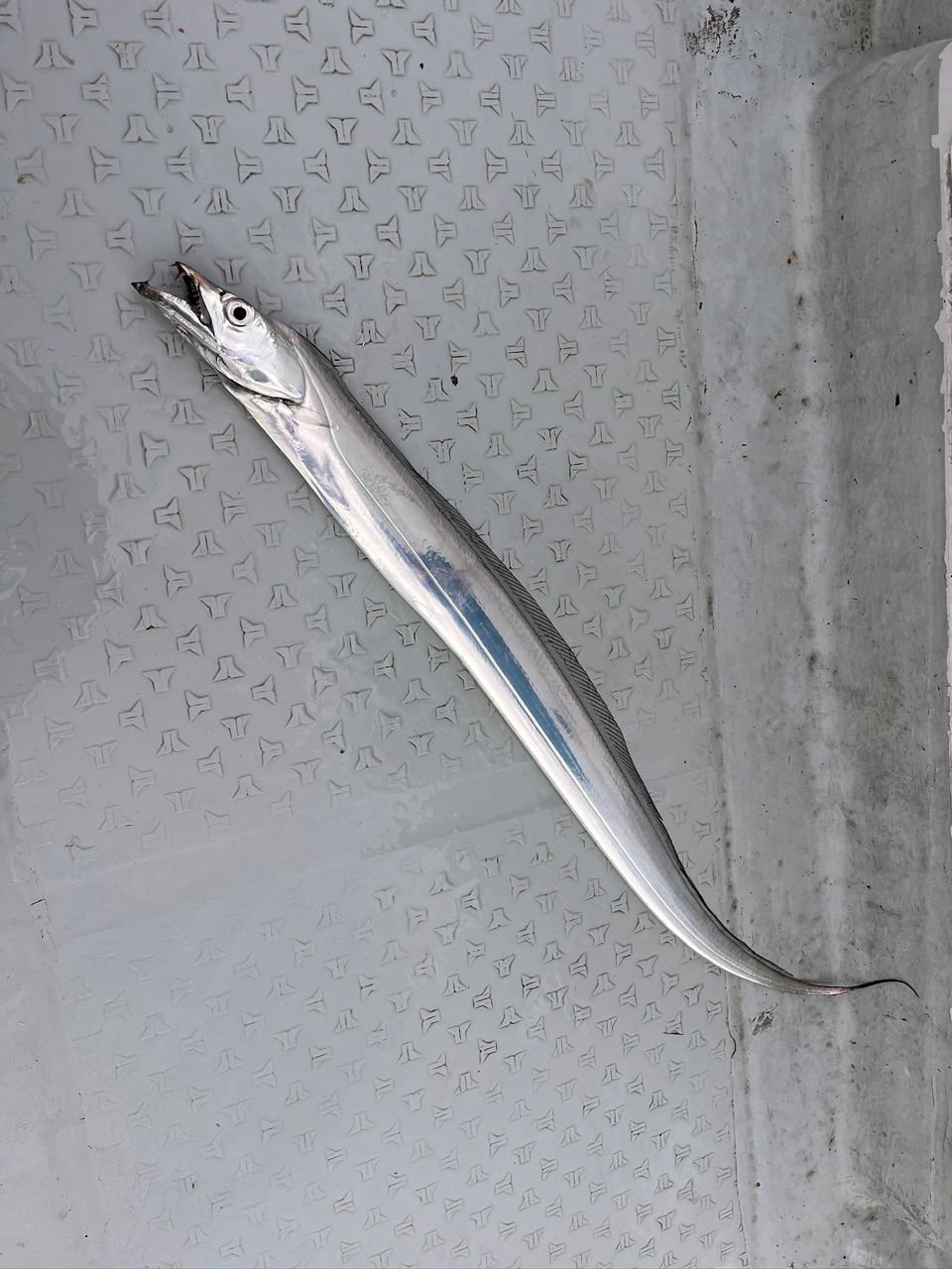 noriyuki0215さんの釣果 1枚目の画像